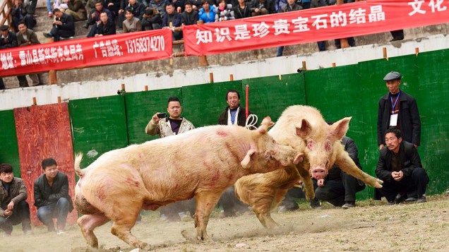 Porcos são fotografados durante uma rinha suína em Leishan, na província de Guizhou, na China