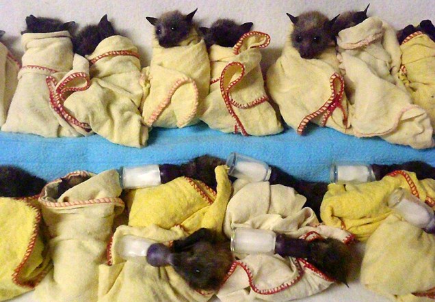 Imagem divulgada por uma clínica australiana especializada em morcegos, mostra quinze filhotes de morcegos-raposa recebendo tratamento após sofrerem estresse por causa do calor