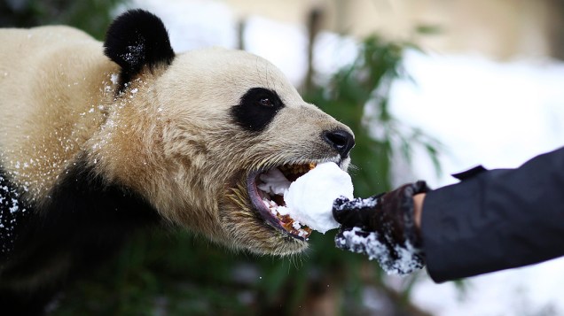 Visitante alimenta um panda gigante com uma bola de neve em zoológico de Kunming, na província chinesa de Yunnan, nesta segunda-feira (13)
