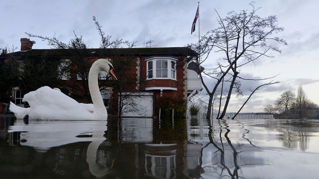 Cisnes nadam próximos a casas parcialmente submersas durante enchente em Henley-on-Thames, no sul da Inglaterra