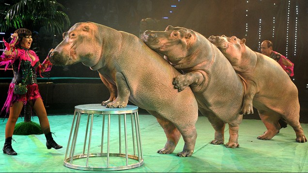 Circo em Minsk, na Bielo-Rússia faz apresentação com hipopótamos