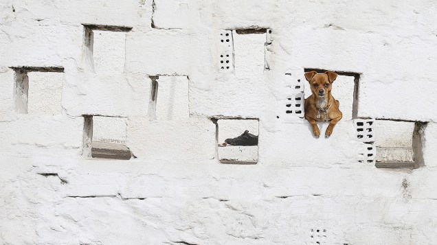 Cão olha de uma abertura na parede de uma casa à margem do porto de Pireu, na Grécia
