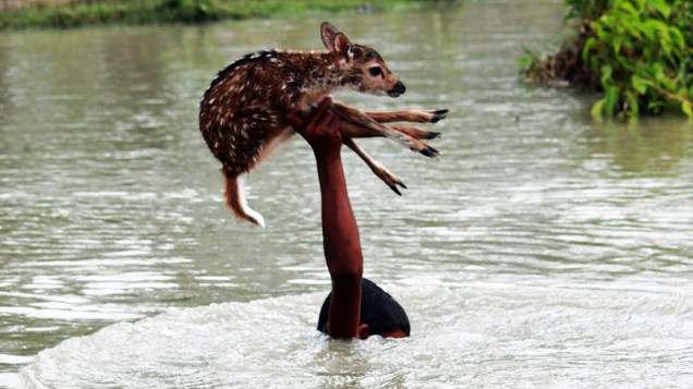 Um garoto salvou um filhote de cervo em uma enchente em Bangladesh, segundo a agência de notícias britânica Caters. O menino pulou nas águas agitadas do Rio Noakhali para resgatar o animal