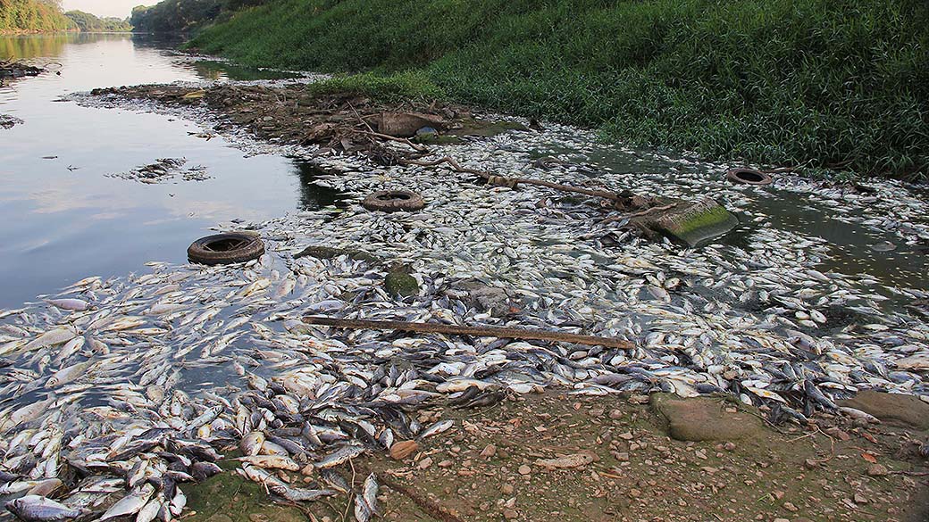 Milhares de peixes apareceram mortos no Rio Piracicaba, em São Paulo