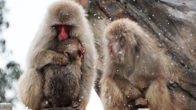 Macacos tentam se proteger contra o frio no Zoológico Ueno, em Tóquio