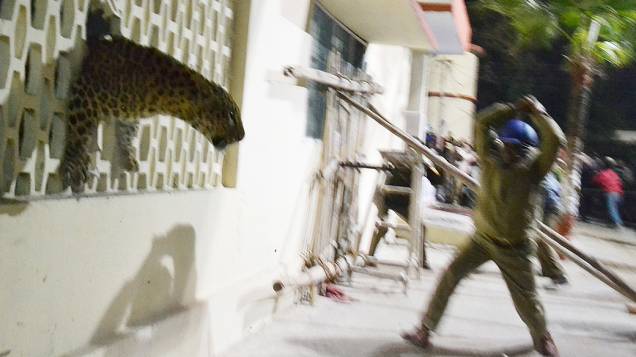 Homens tentam capturar um leopardo que passa por um buraco na parede de um Hospital, o animal ficou à solta e provocou tumultos na cidade de Meerut, na Índia