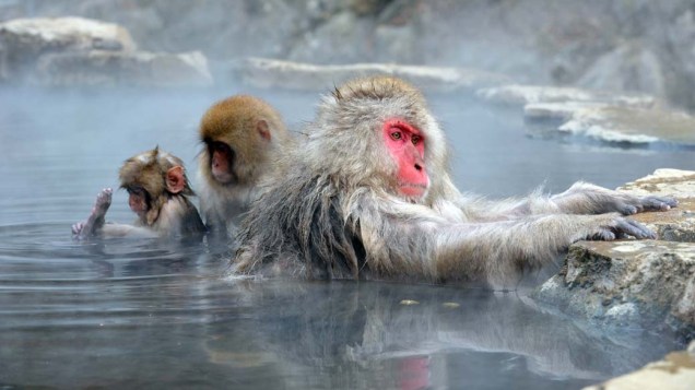 Macacos japoneses tomam banho em piscina natural de àgua quente Parque dos Macacos, em Yamanouchi