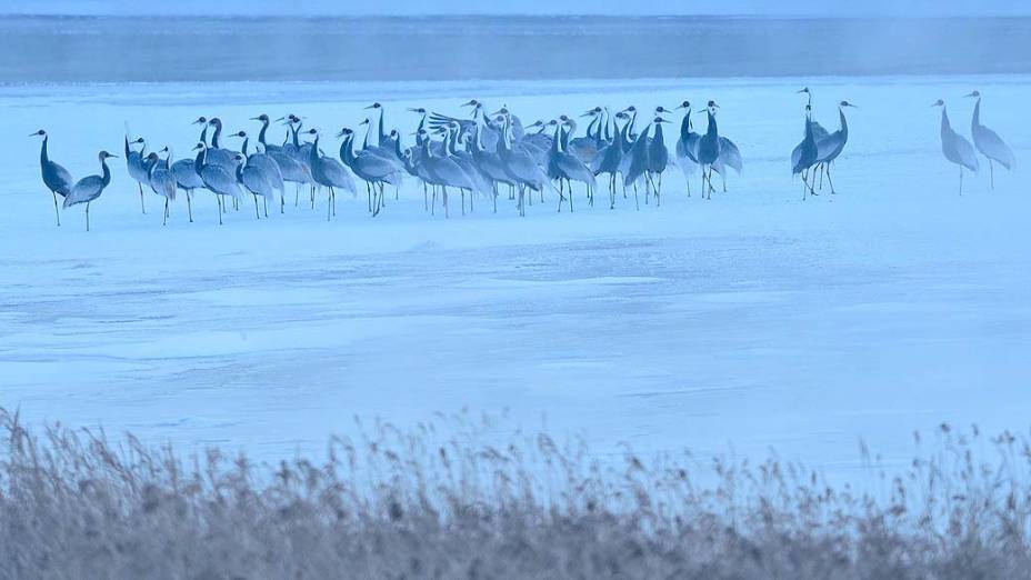 Aves Grous da Manchúria na província de Gangwon, na Coreia do Sul