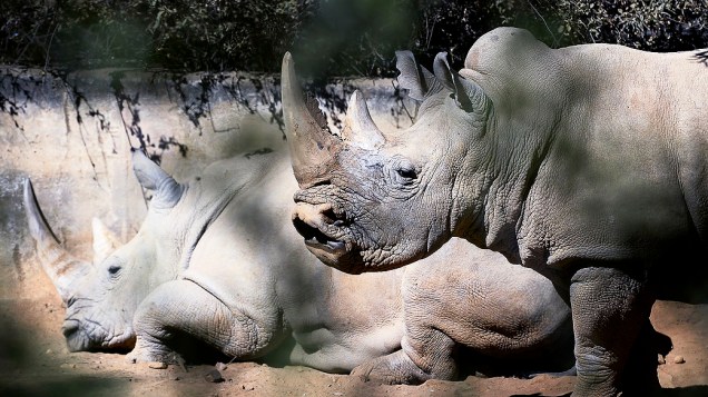 Dois rinocerontes brancos são vistos no Zoológico de Joanesburgo nesta quinta-feira (25). Mais de 515 rinocerontes foram mortos neste ano na África do Sul. No ano passado foram 668 rinocerontes  devido a caça furtiva no país