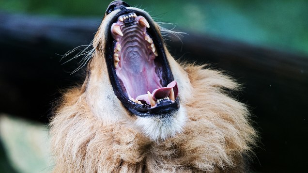 Um leão boceja em zoológico de Berlim (Alemanha), nesta terça-feira (03)