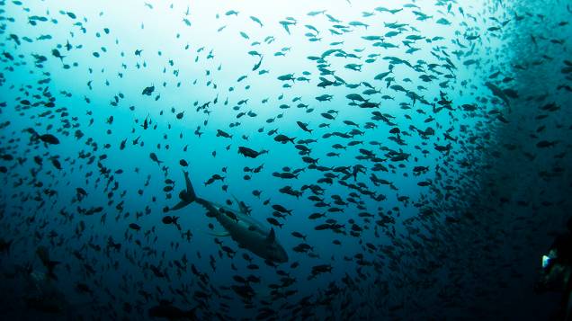 Atum e cardume de peixes menores é fotografado por um mergulhador, na Reserva Marinha de Galápagos