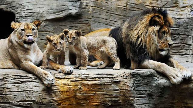 Família de leões-da-barbária é fotografada com os novos filhotes em seus primeiros passos do lado externo do cercado no zoológico de Olomuc, na República Tcheca