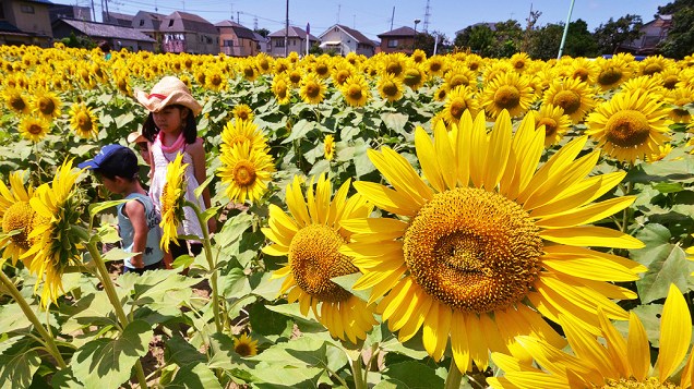 Crianças caminham em uma plantação de girassóis nesta quinta-feira (7) em Tóquio. A plantação que possui cerca de 20.000 flores foi visitada por vários turistas