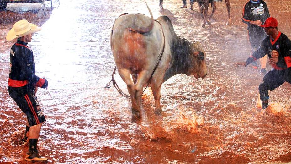 Em Londrina, peõess tentam controlar touro durante rodeio