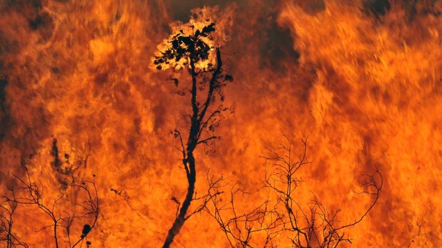 Fogo destrói a Floresta Nacional de Brasília