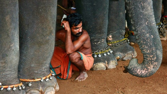 Indiano fica agachado entre elefantes que estão participando de do festival da colheita anual de Onã em um templo na periferia da cidade indiana de Kochi