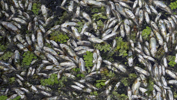 Milhares de peixes foram encontrados mortos no lago Nageen devido ao esgotamento de oxigênio e variação da temperatura da água em Srinagar, na Índia