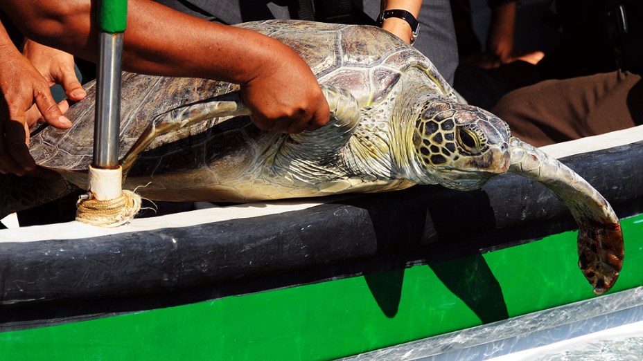 Membros da agência de conservação da natureza da Indonésia libertam uma tartaruga-verde, na ilha de Bali. A guarda costeira do país apreendeu 33 tartarugas dessa espécie