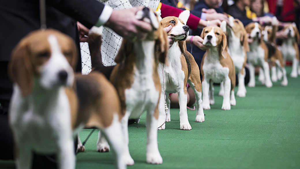 Beagles formam fila durante competições do Westminster Dog Show, em Nova York