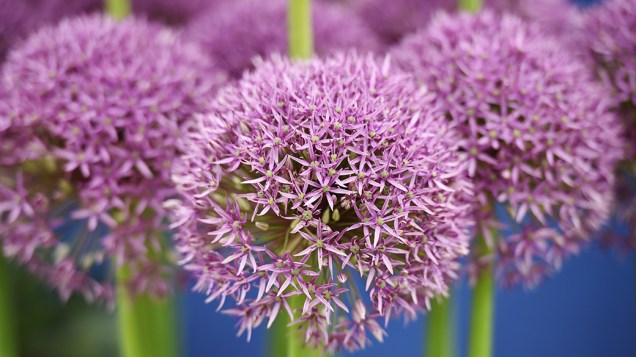 Na foto, a flor JackPot da família Allium 