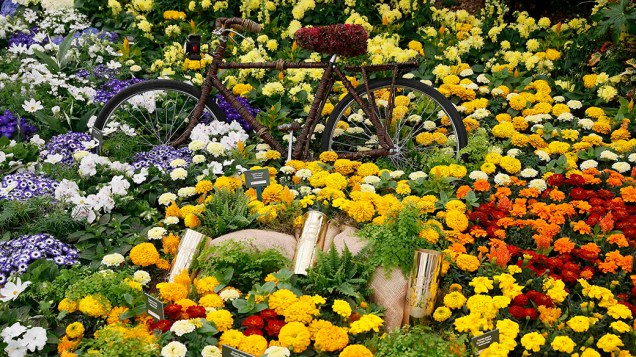 Bicicleta é fotografada meio a várias flores