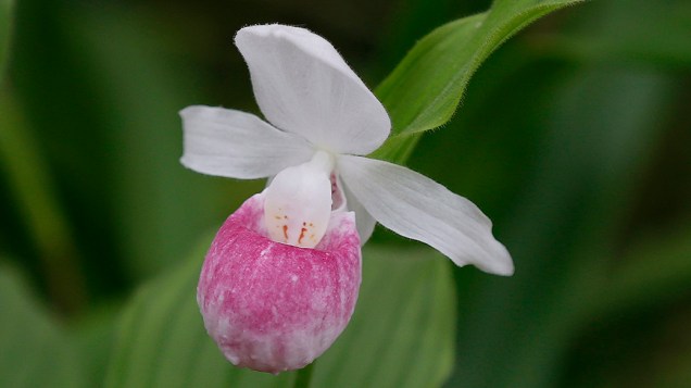 A espécie de orquídea terrestre Cypripedium reginae