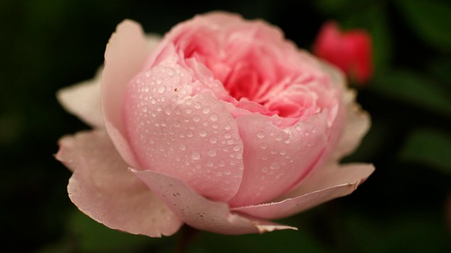 Uma rosa da espécie Geoff Hamilton é fotografada coberta com gotas de orvalho