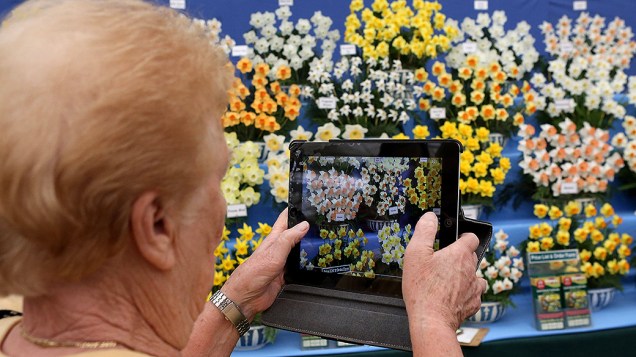 Plantas Narcisos são fotografadas durante a Exposição de Flores de Chelsea, em Londres