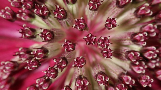 Detalhe da flor Astrantia durante a Exposição de Flores de Chelsea, em Londres
