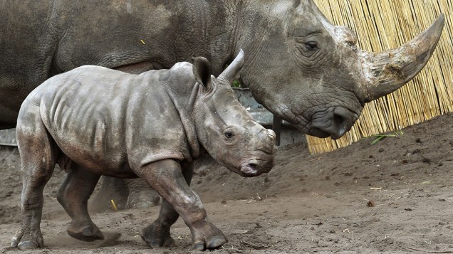 Bebê rinoceronte caminha com sua mãe no Parque Serengeti em Hodenhagen, na Alemanha