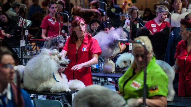 Participantes com seus animais de estimação durante o Dog World Team Championships Grooming, em Barcelona, na Espanha