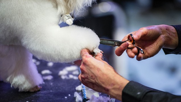 Participante com seu animal de estimação durante o Dog World Team Championships Grooming, em Barcelona, na Espanha