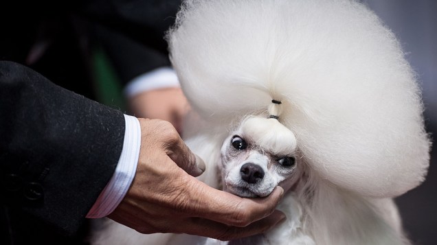 Dezessete países participaram do Dog World Team Championships Grooming, em Barcelona, na Espanha