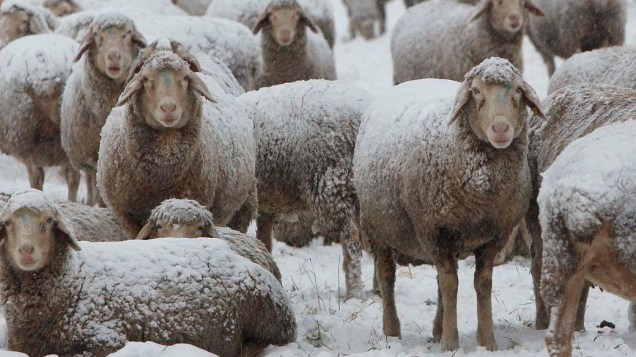 Rebanho de ovelhas em Olching, no interior da Alemanha