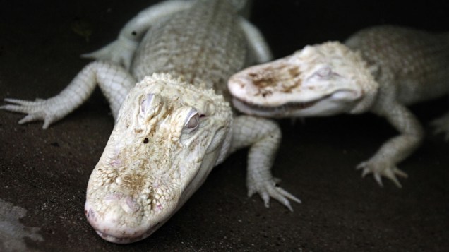 Jacarés albinos são vistos no zoológico em Beauvoir, oeste da França