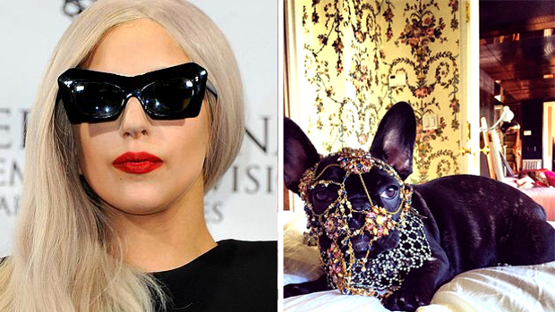 Lady Gaga é criticada pelo Peta por colocar acessórios em seu cachorro