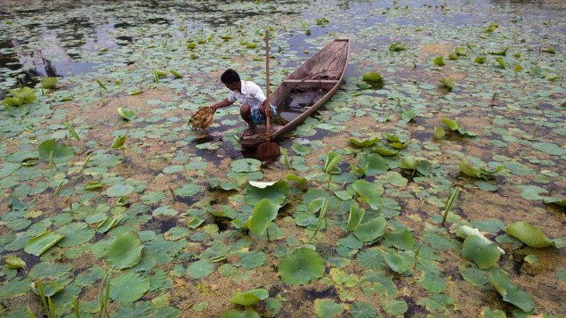 Homem remove ervas daninhas do lago Dal, na Índia