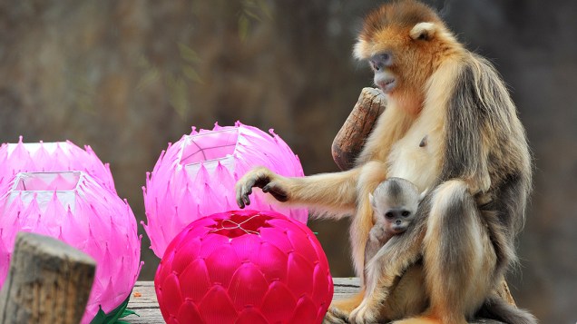 Macaco-dourado em jaula decorada com lanternas de lótus no parque de diversões Everland, em Yongin, na Coreia do Sul