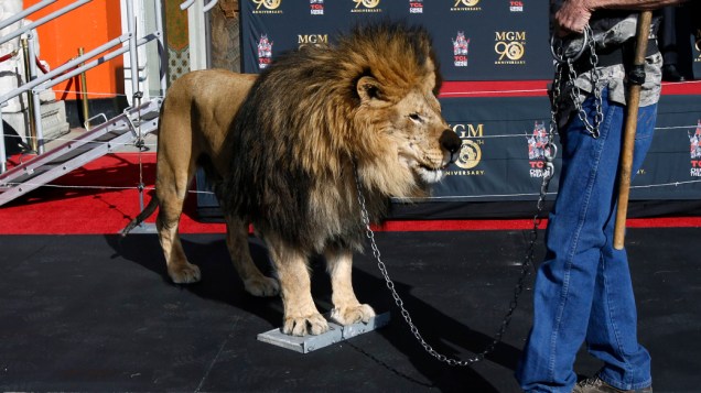 O leão Leo, mascote da MGM, marca as patas na Calçada da Fama de Hollywood