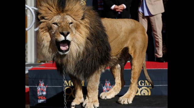 O leão Leo, mascote da MGM, na Calçada da Fama de Hollywood