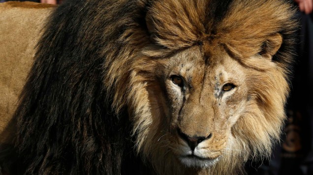Leo the Lion, mascote da MGM, na Calçada da Fama de Hollywood