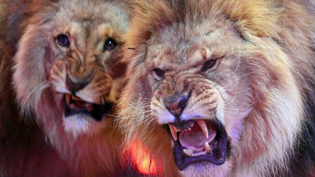 Leões no encerramento de festival de circo em Mônaco