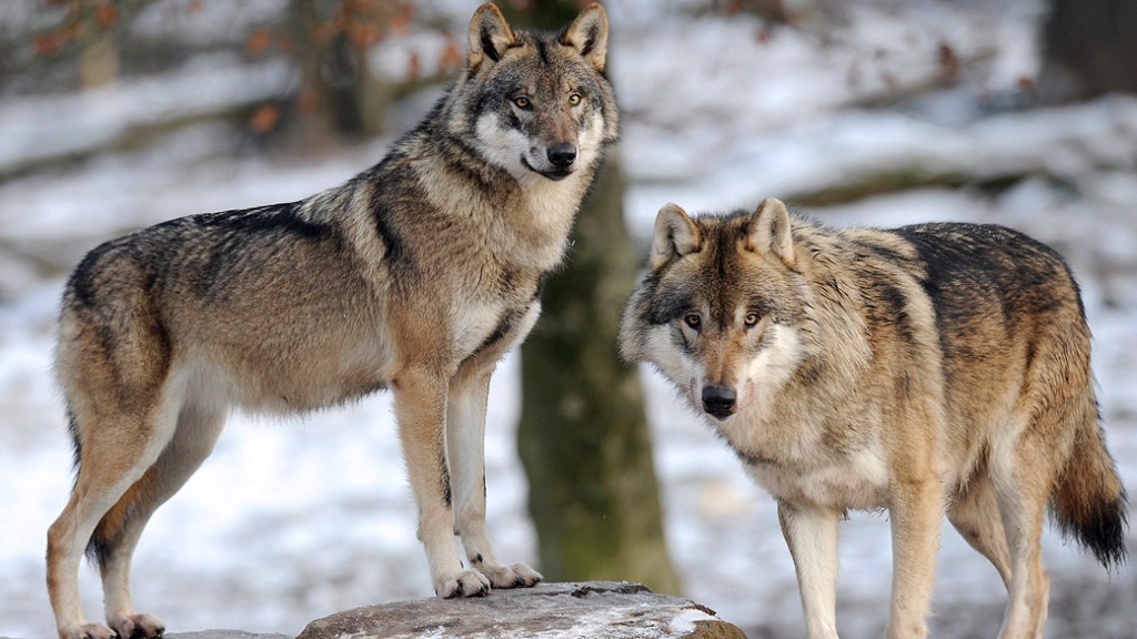 Lobos cinzentos foram fotografados em parque animal, na França