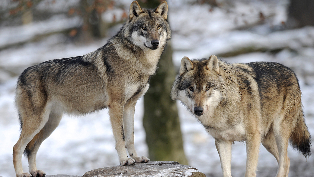Lobos cinzentos foram fotografados em parque animal, na França