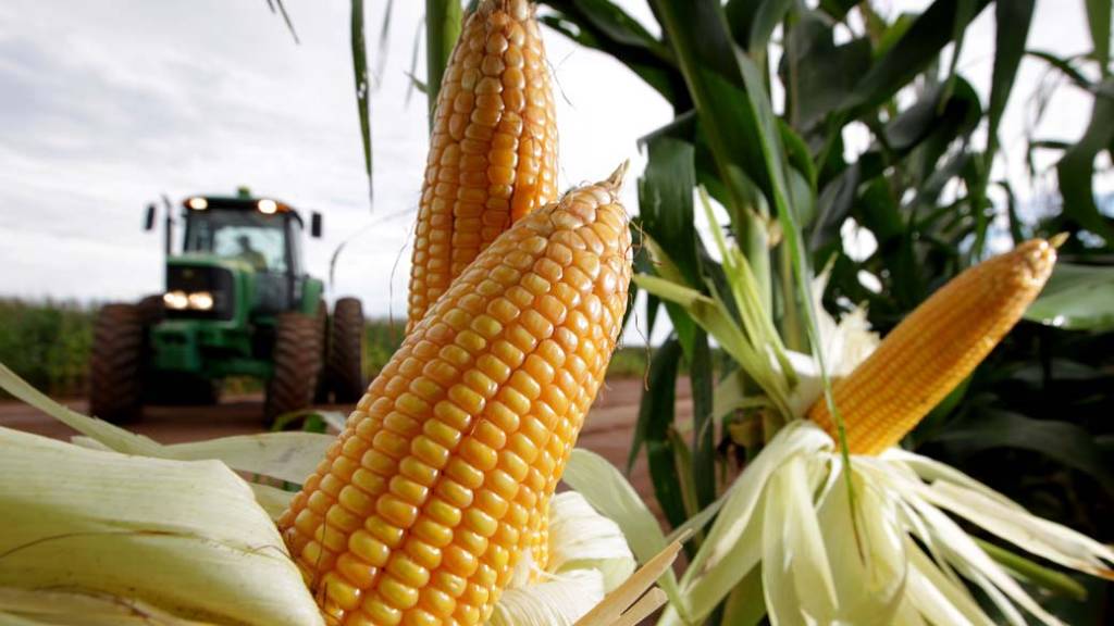 Safra 2026 deve cair 3,7%, puxada por menor produção de milho e arroz