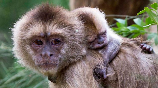 Macaco-prego carrega seu filhote em zoológico próximo a cidade de Tel Aviv, em Israel