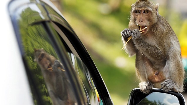 Turista dá comida a macaco que subiu em seu carro na província de Chonburi, Tailândia