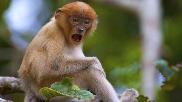 Filhote de macaco Proboscis no Centro de Vida Selvagem de Sabah, Malásia