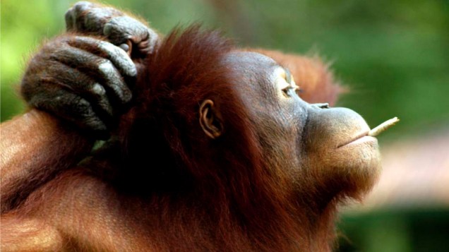 Na Indonésia, orangotango fuma cigarro dado pelo púbilco. Zoológico de Solo, faz campanha para acabar com o hábito