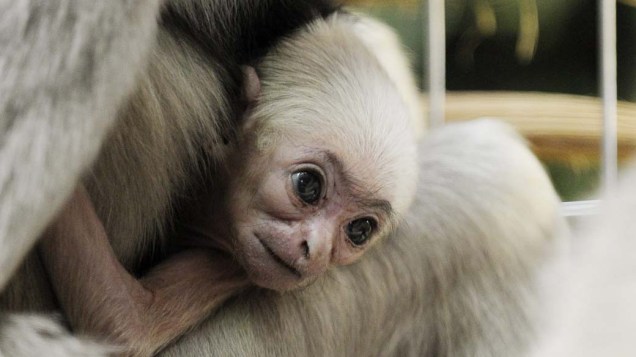 Filhote de macaco gibão no zoológico de Zurique, na Suíça